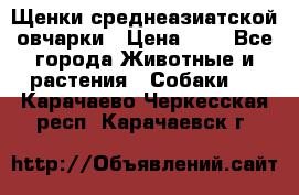 Щенки среднеазиатской овчарки › Цена ­ 1 - Все города Животные и растения » Собаки   . Карачаево-Черкесская респ.,Карачаевск г.